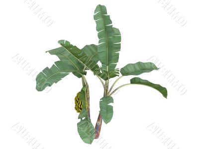 Banana or Musa acuminata