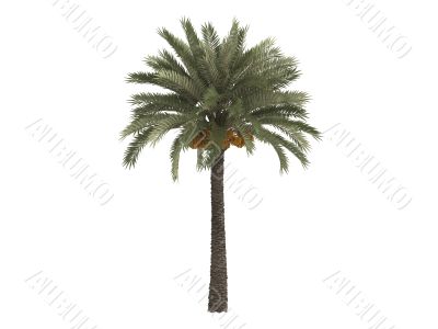 Date palm or Phoenix dactylifera