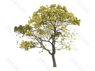 Golden trumpet tree or Tabebuia chrysantha