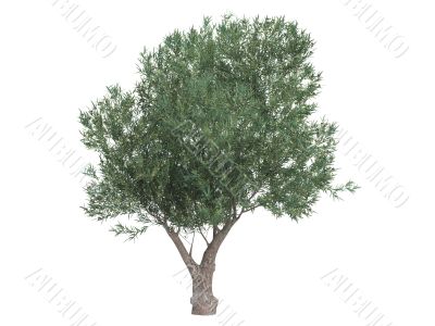 Olive or Olea europaea