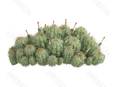 Strawberry cactus or Echinocereus triglochidiatus