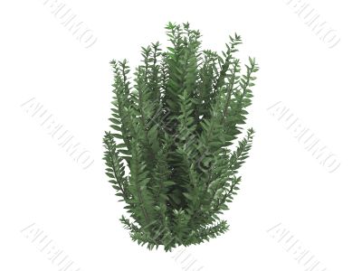 California privet or Ligustrum ovalifolium