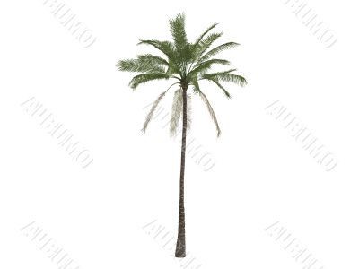 African oil palm or Elaeis guineensis