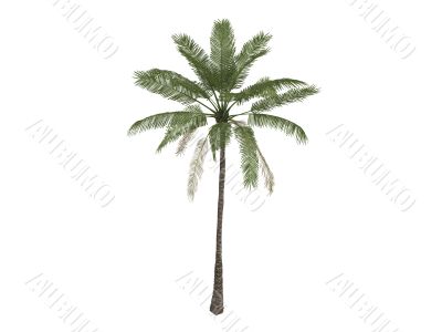 African oil palm or Elaeis guineensis