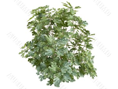 Fig or Ficus carica