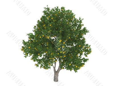 Sweet orange or Citrus sinensis