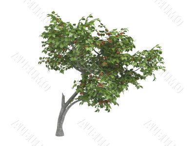 Armenian plum or Prunus armeniaca
