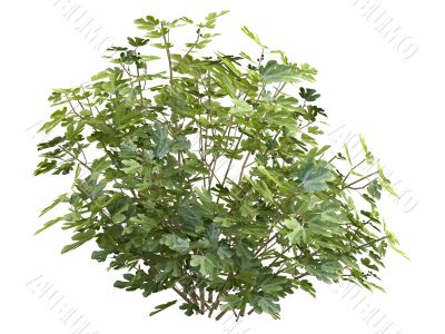 Fig or Ficus carica