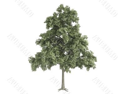 Oak or Quercus petraea
