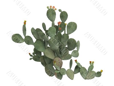 Prickly pear or Opuntia ficus indica