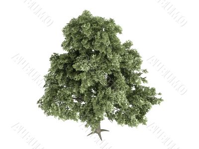 Oak or Quercus petraea