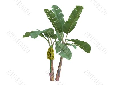 Banana or Musa acuminata