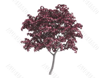 Maple or Acer japonicum