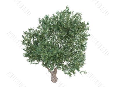 Olive or Olea europaea