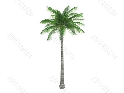 Coconut or Cocos nucifera