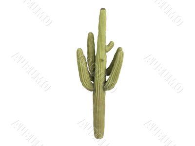 Saguaro or Carnegiea gigantea