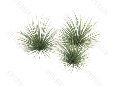 Hedgehog agave or Agave stricta