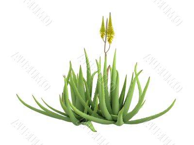 Aloe vera