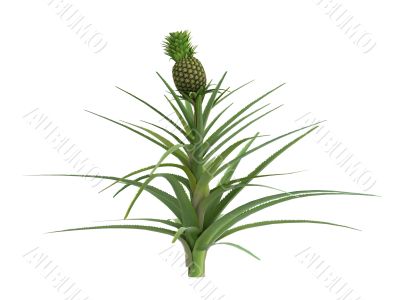 Pineapple or Ananas comosus