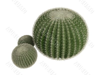 Golden barrel cactus or Echinocactus grusonii