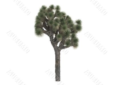 Joshua tree or Yucca brevifolia