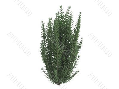 California privet or Ligustrum ovalifolium