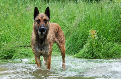 malinois in river