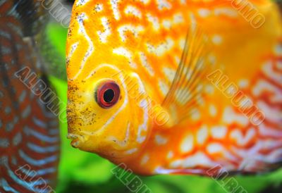 discus