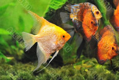 pterophyllum scalare