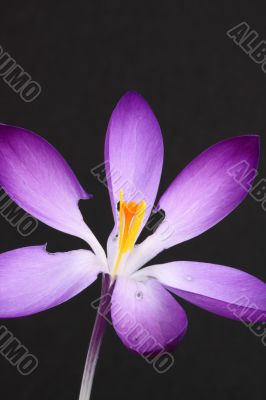 purple crocus 