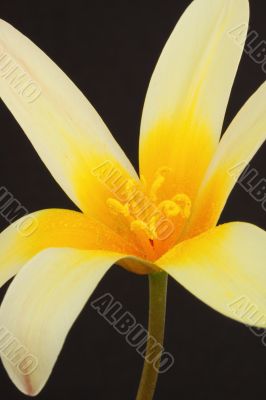 yellow miniature tulip