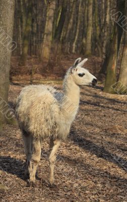 Llama (Lama glama)