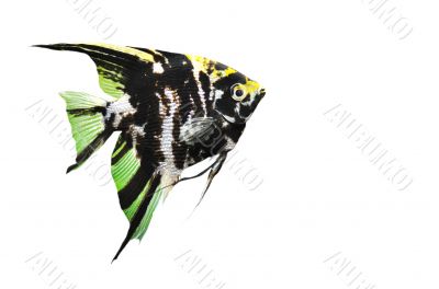 pterophyllum scalare