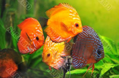 discus