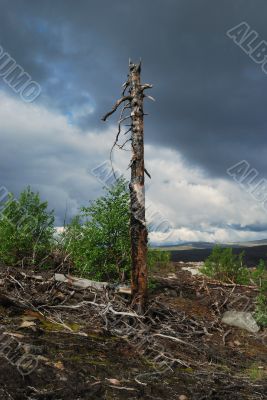 Consequences of forest fire.