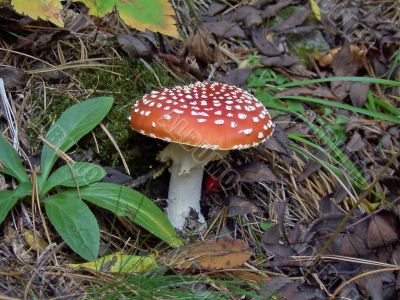 amanita muscaria