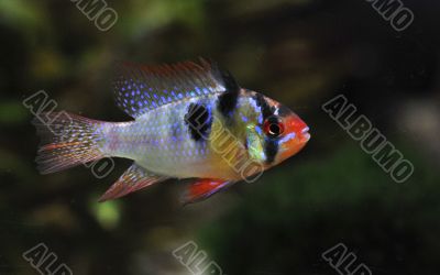 apistogramma ramirezi