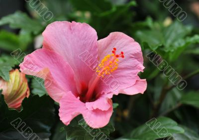 hibiscus