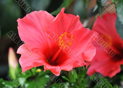 hibiscus