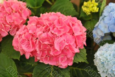 pink  Hydrangea (Hortensia)