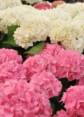pink and white Hydrangea (Hortensia)