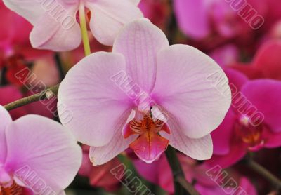 phalaenopsis