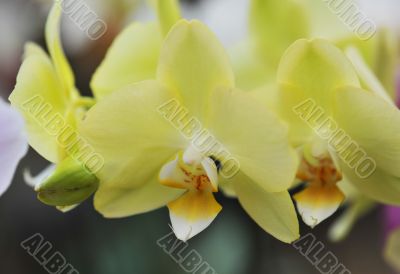 phalaenopsis