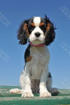 puppy cavalier king charles