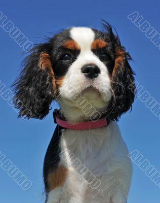 puppy cavalier king charles