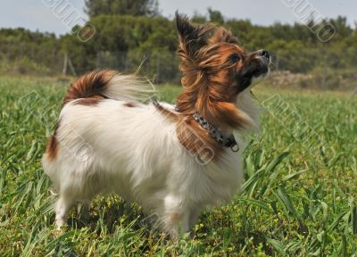papillon dog