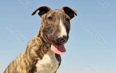 puppy bull terrier