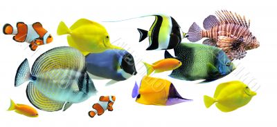 group of fishes