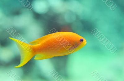 anthias fish