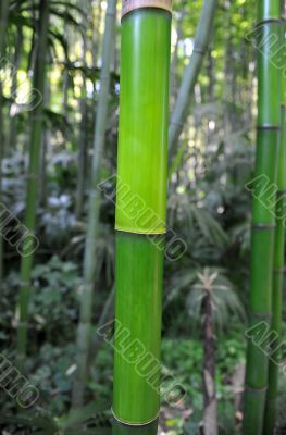 bamboo